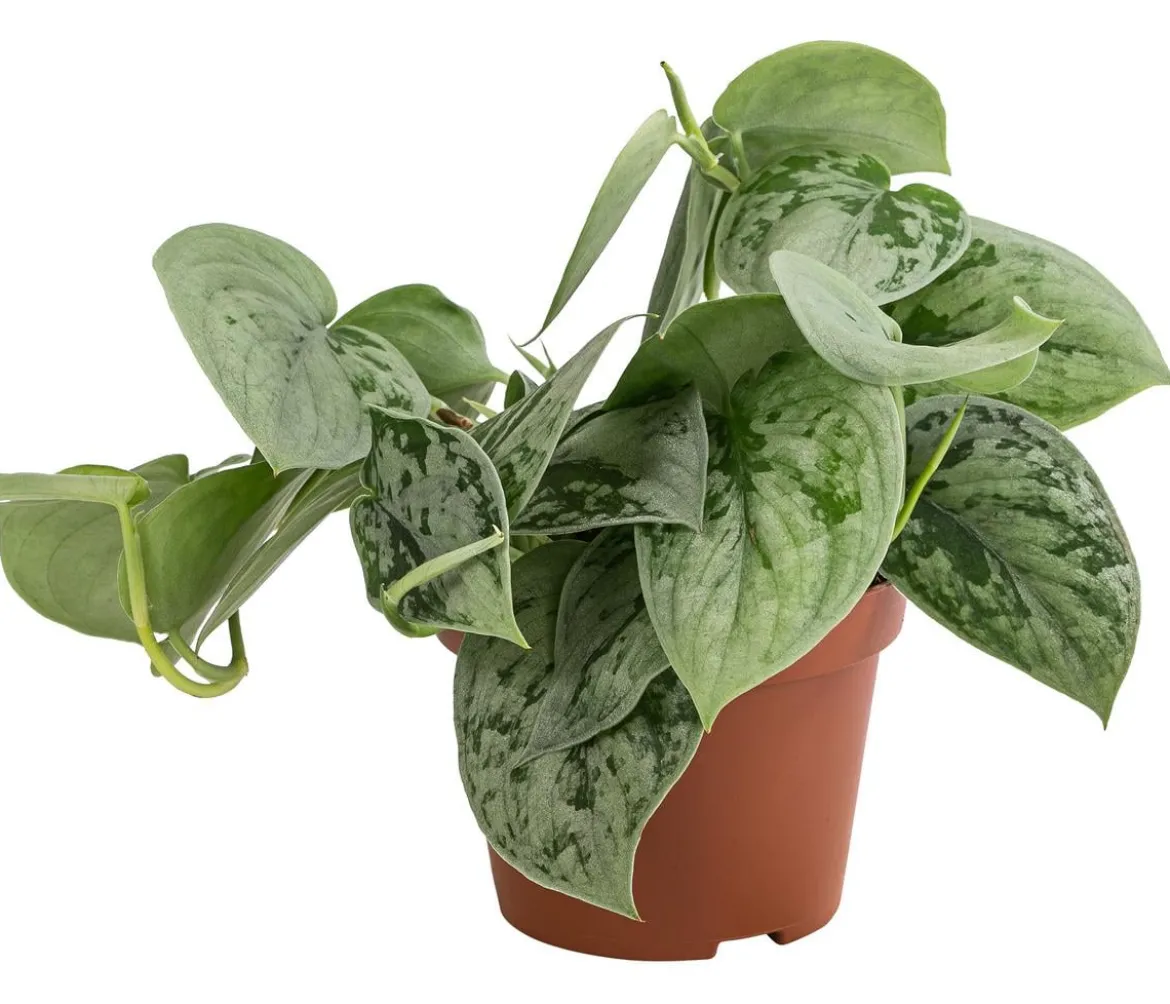 Silberne Efeutute 'Silvery Ann' - Scindapsus pictus
