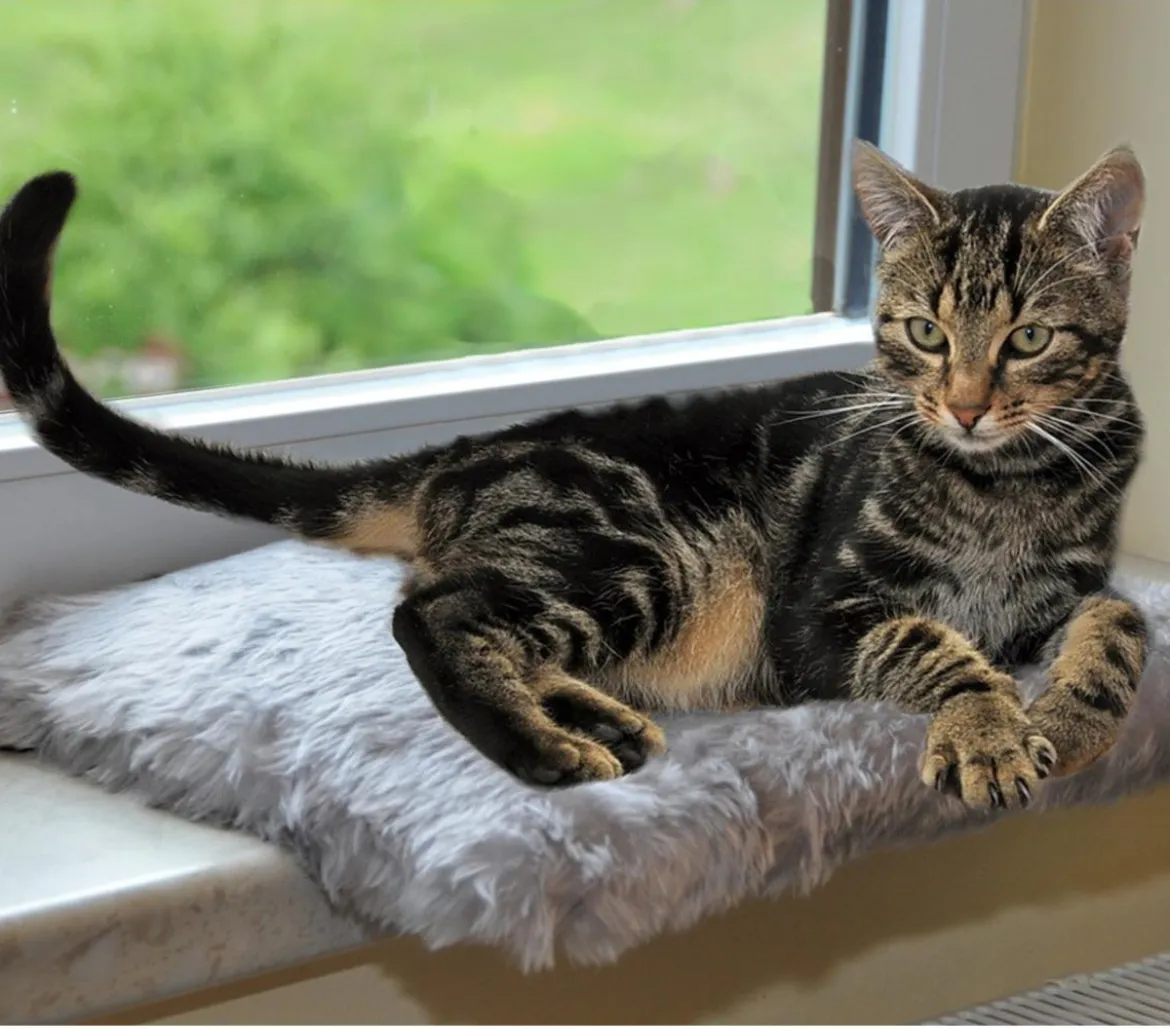 Silvio Design Fensterliege für Katzen
