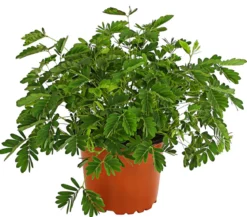 Sinnpflanze - Mimosa pudica