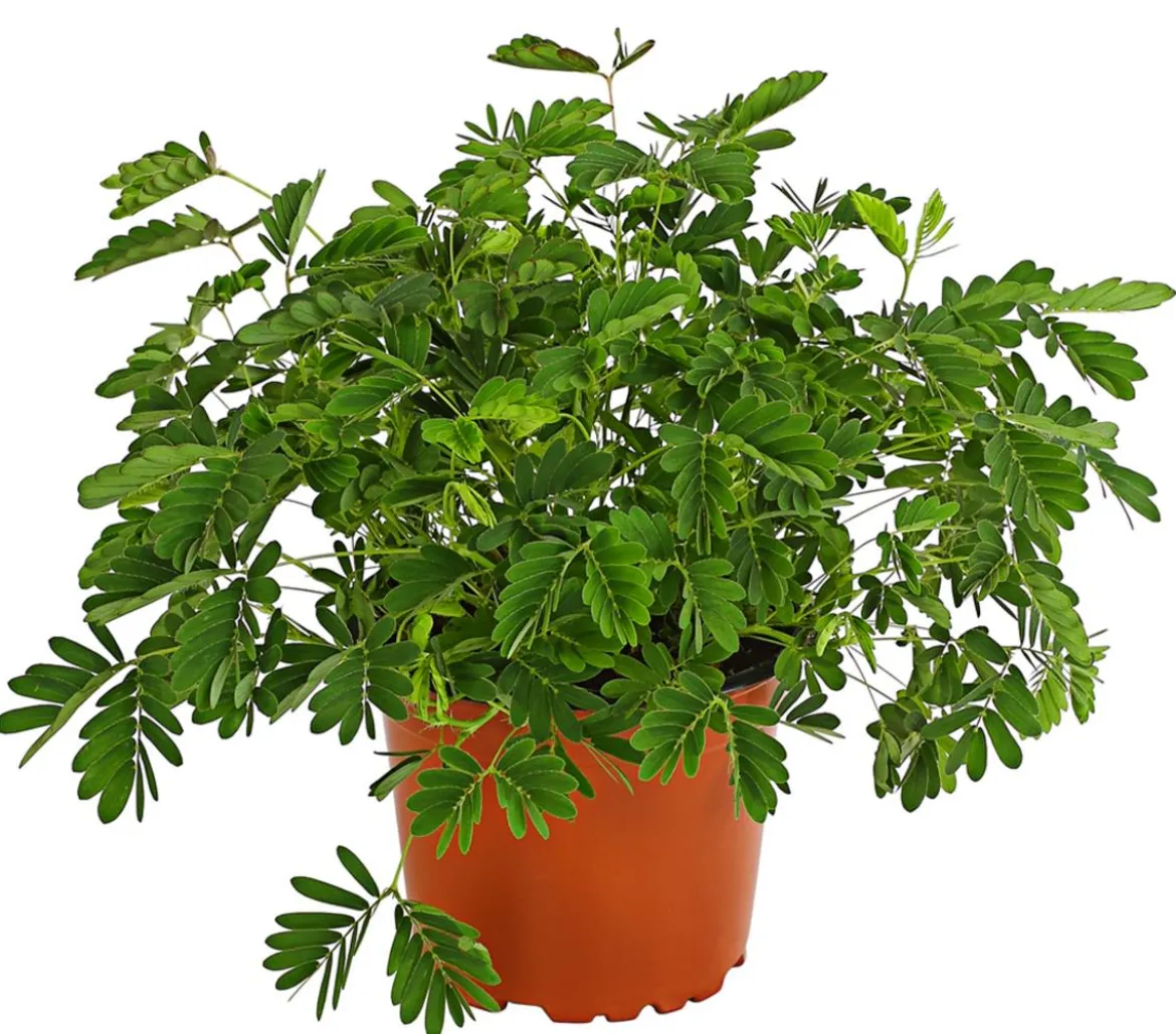 Sinnpflanze - Mimosa pudica