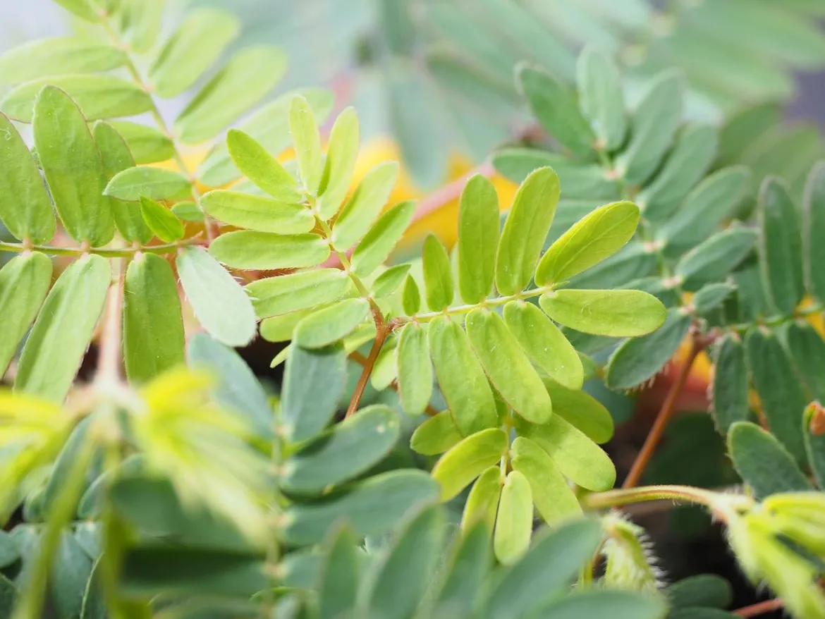 Sinnpflanze - Mimosa pudica