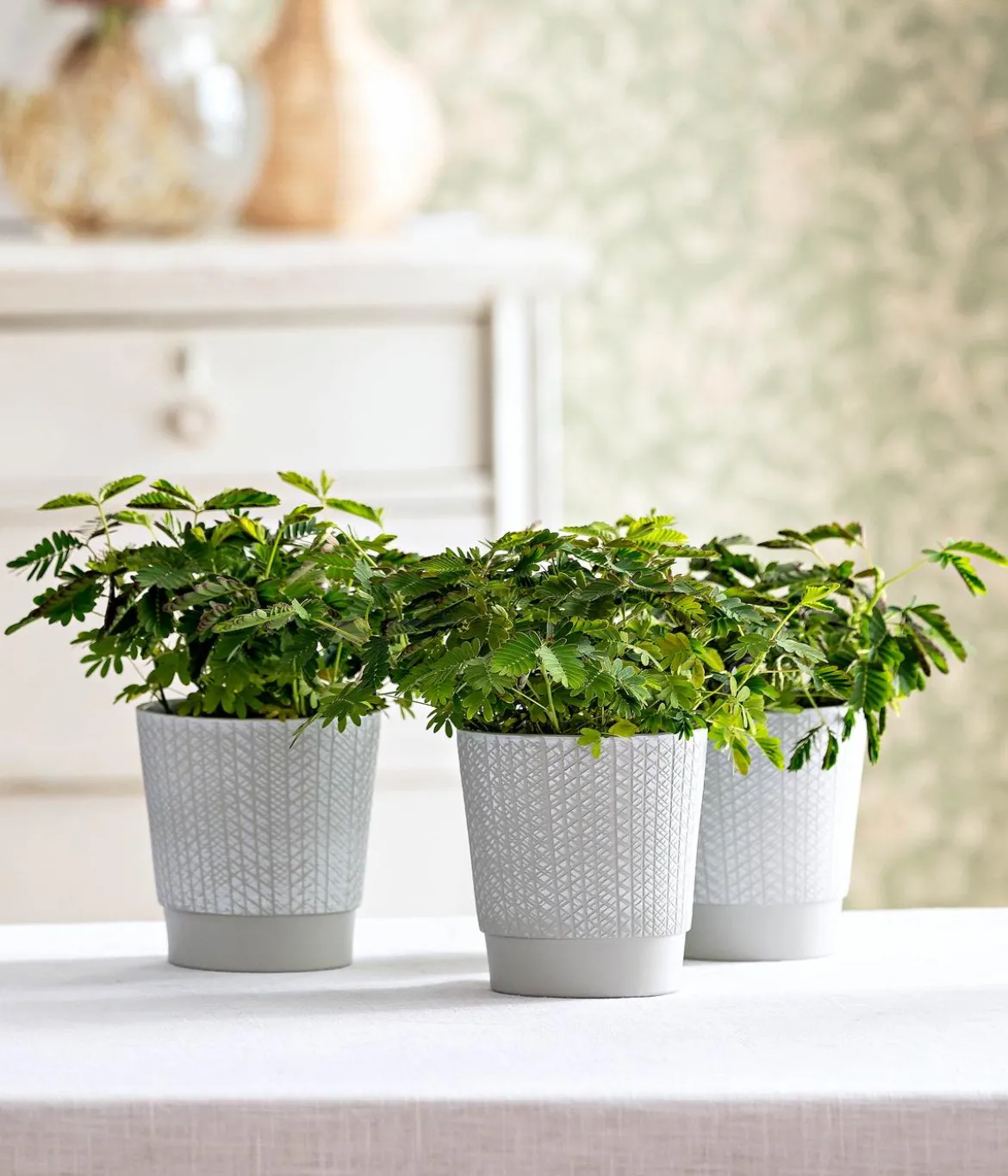 Sinnpflanze - Mimosa pudica