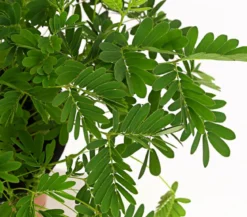 Sinnpflanze - Mimosa pudica