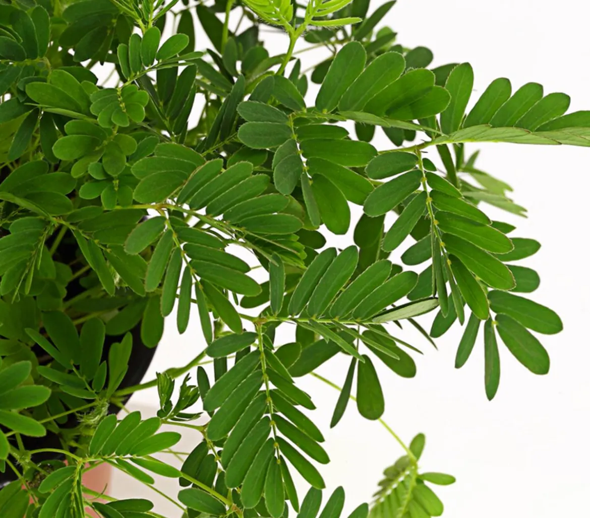 Sinnpflanze - Mimosa pudica