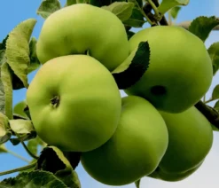 Sommerapfel 'Klarapfel', weiß