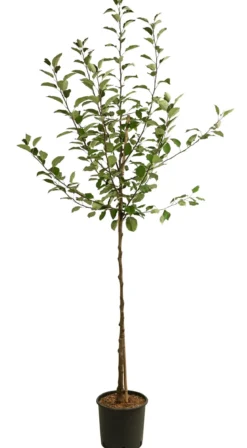 Sommerapfel 'Roter James Grieve'