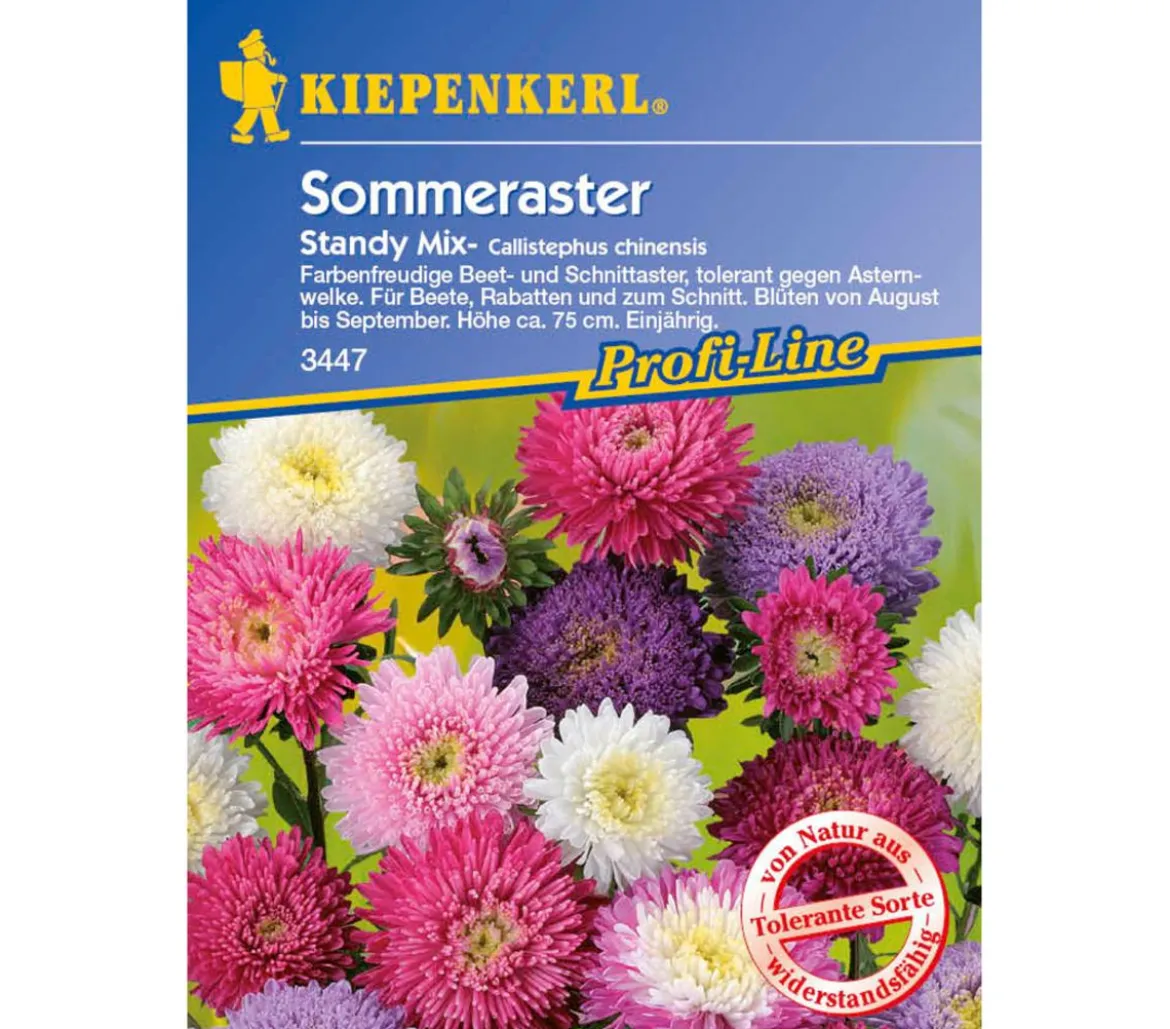 Sommeraster Standy Mix, Saatgut von Kiepenkerl