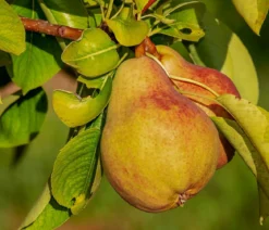 Sommerbirne 'Clapps Liebling'