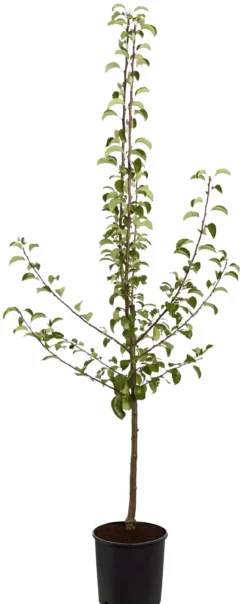 Sommerbirne 'Gute Luise'