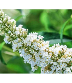 Sommerflieder