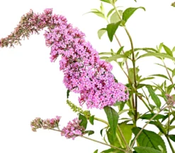 Sommerflieder