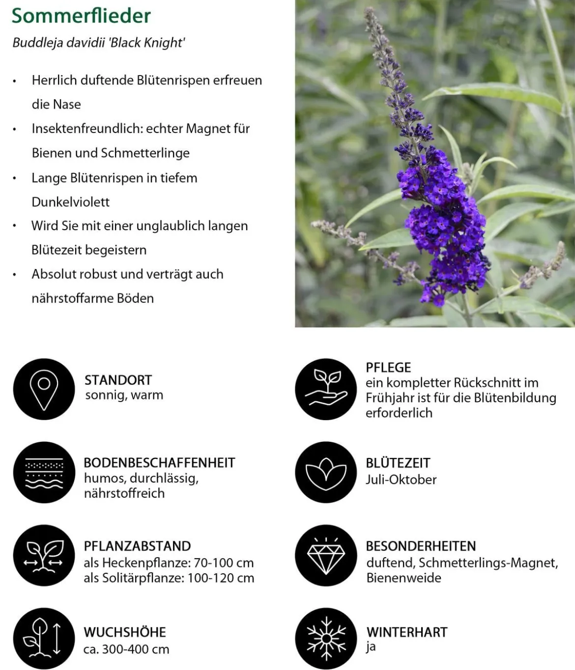 Sommerflieder, blau