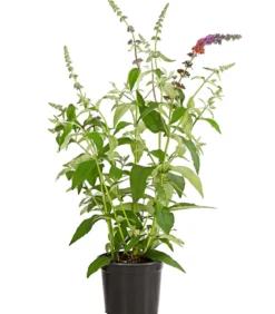 Sommerflieder 'Flower Power'