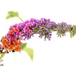 Sommerflieder 'Flower Power'