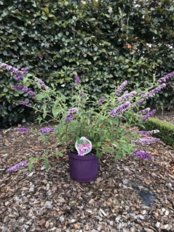 Sommerflieder - Schmetterlingsstrauch 'Berries and Cream'