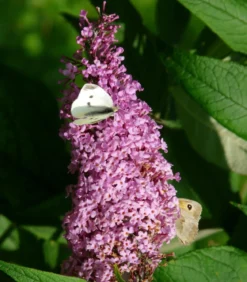 Sommerflieder, verschiedene Sorten