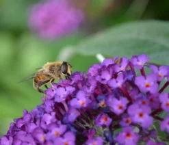 Sommerflieder, verschiedene Sorten