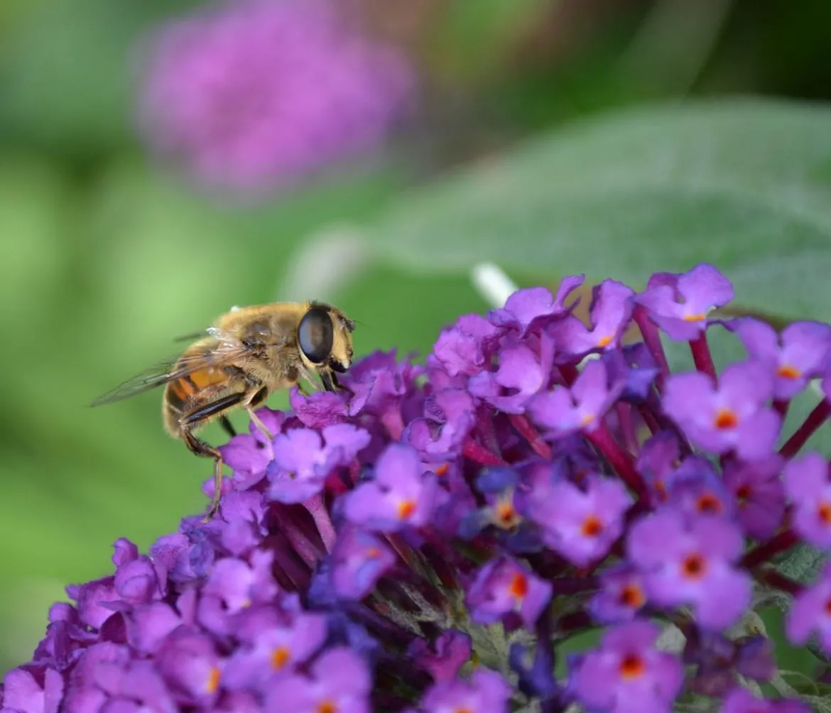 Sommerflieder, verschiedene Sorten