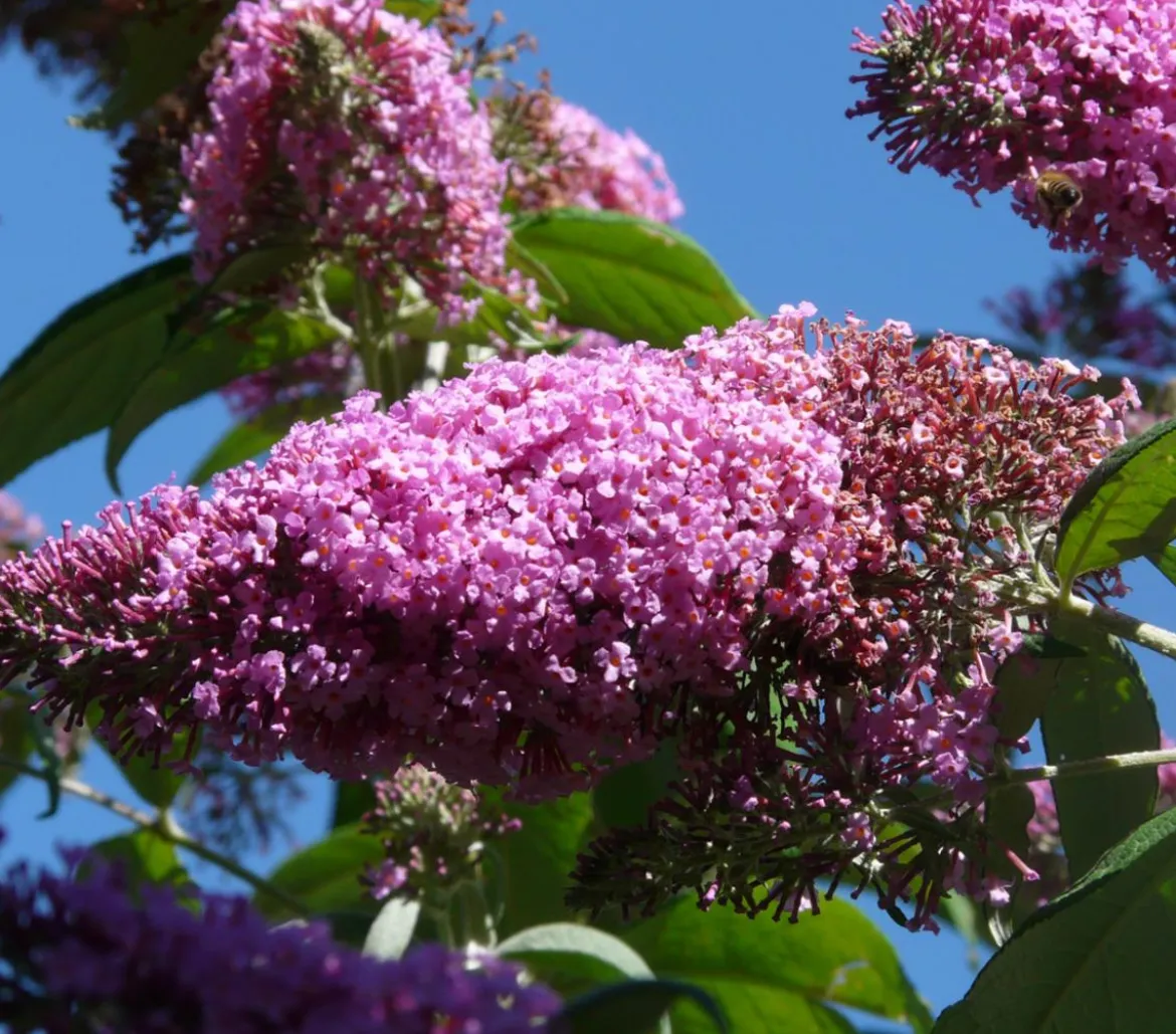 Sommerflieder, verschiedene Sorten