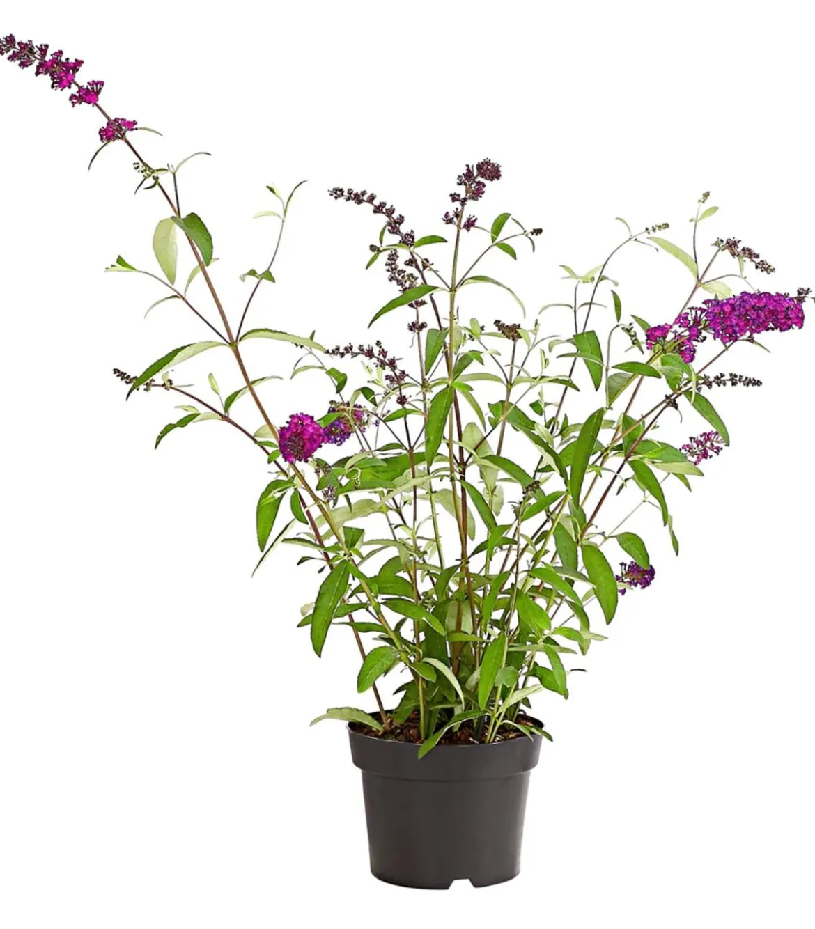 Sommerflieder, verschiedene Sorten