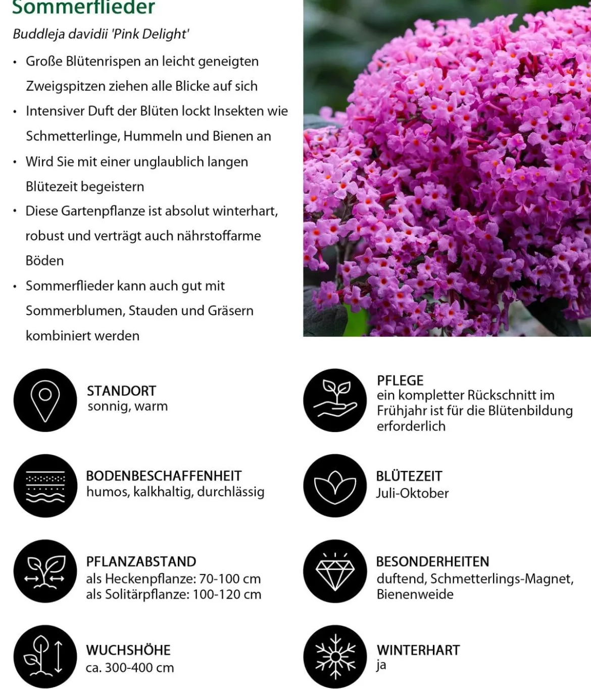 Sommerflieder, verschiedene Sorten