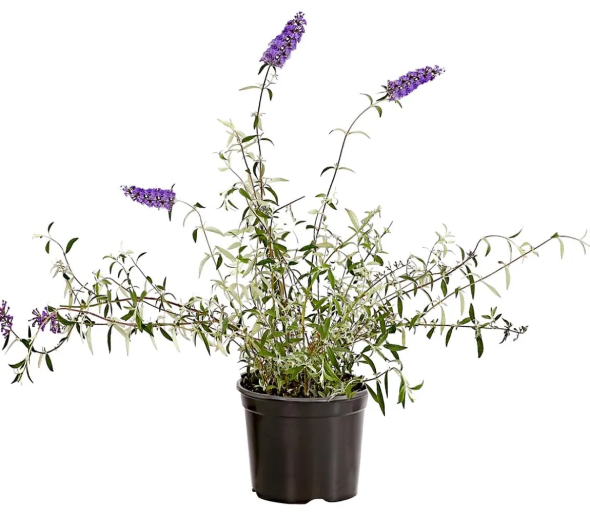 Sommerflieder, verschiedene Sorten