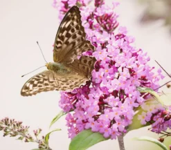 Sommerflieder, verschiedene Sorten