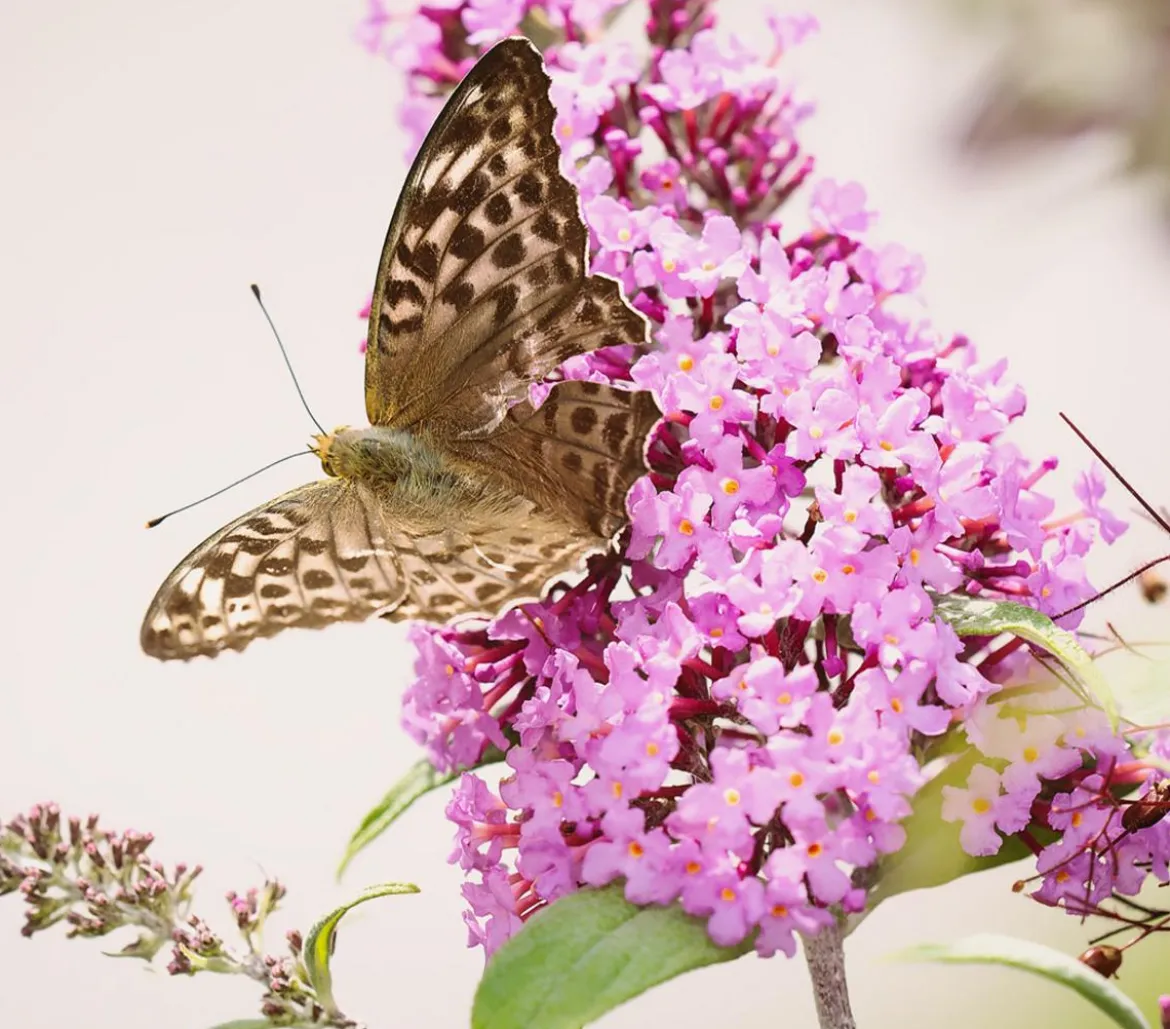Sommerflieder, verschiedene Sorten