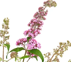 Sommerflieder, verschiedene Sorten