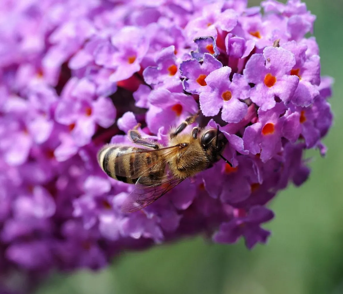 Sommerflieder, verschiedene Sorten