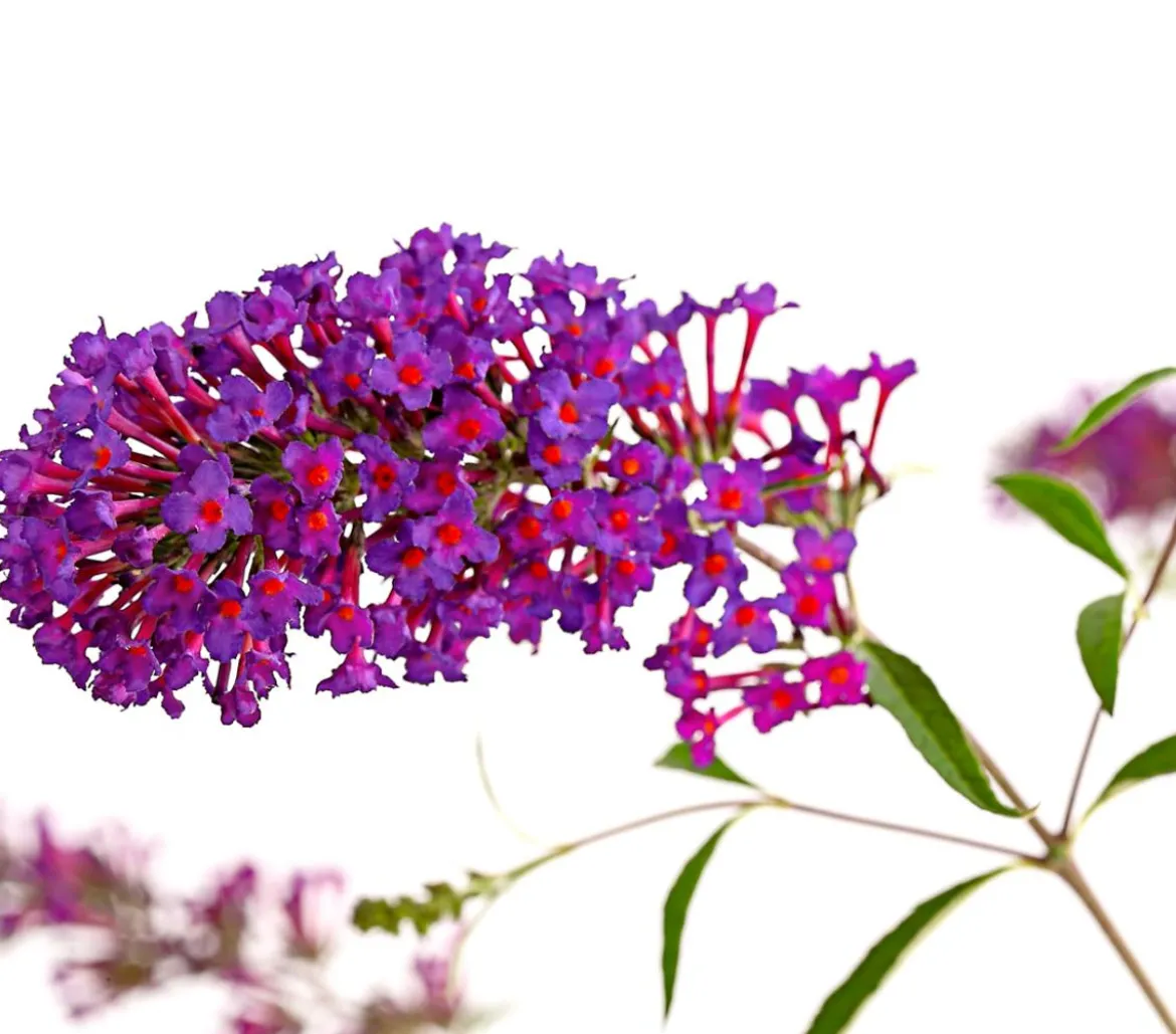 Sommerflieder, verschiedene Sorten