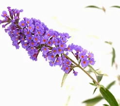 Sommerflieder, verschiedene Sorten