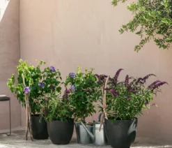 Sommerflieder, verschiedene Sorten