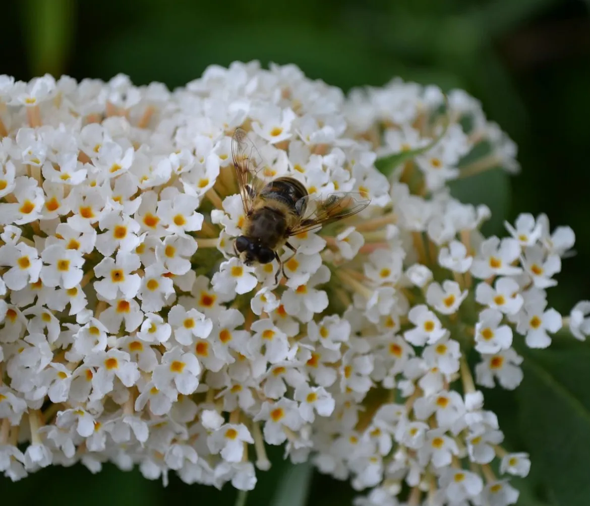 Sommerflieder, verschiedene Sorten