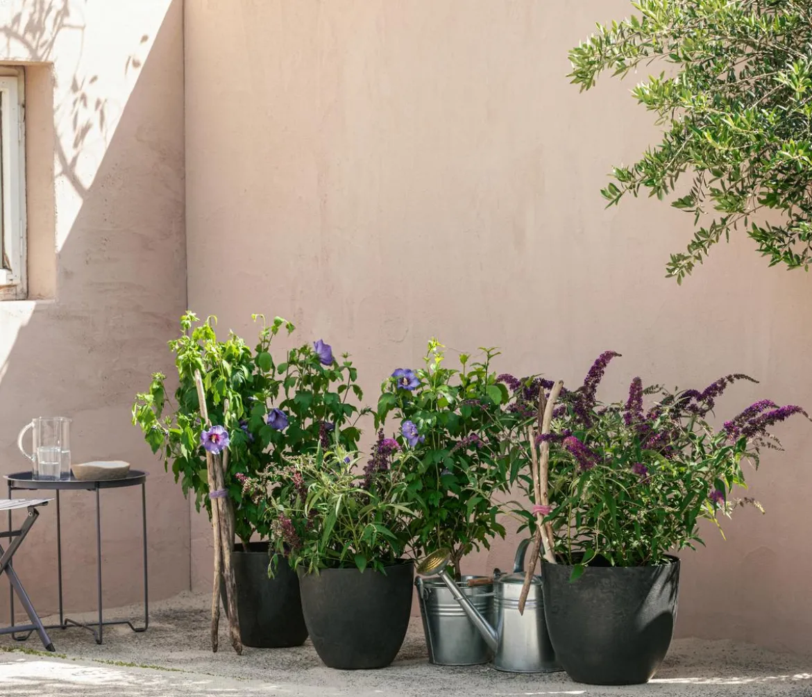 Sommerflieder, verschiedene Sorten