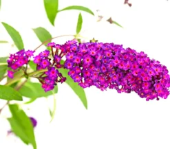 Sommerflieder, verschiedene Sorten