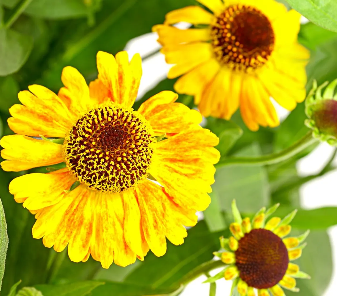 Sonnenbraut, verschiedene Sorten