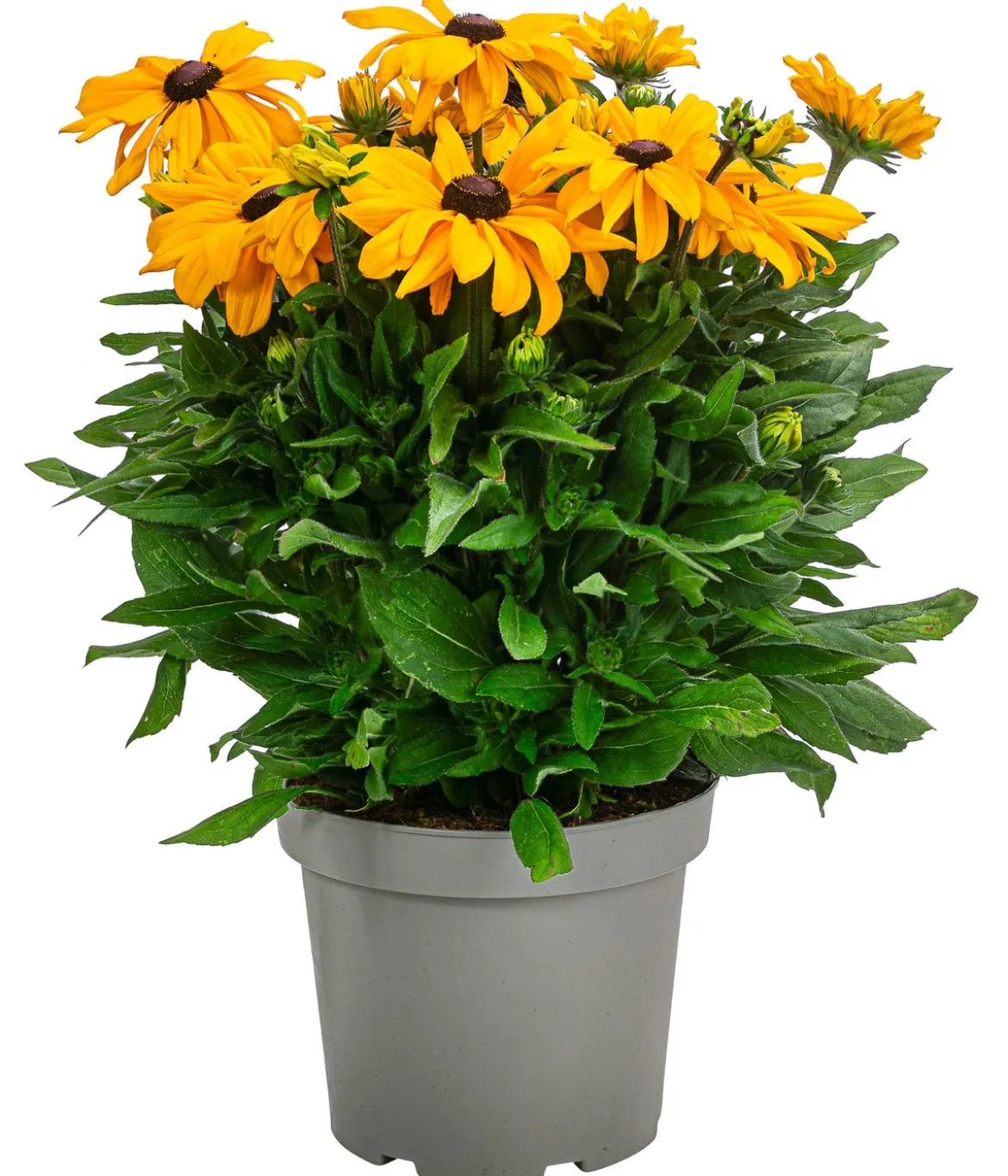 Sonnenhut 'Summerina'