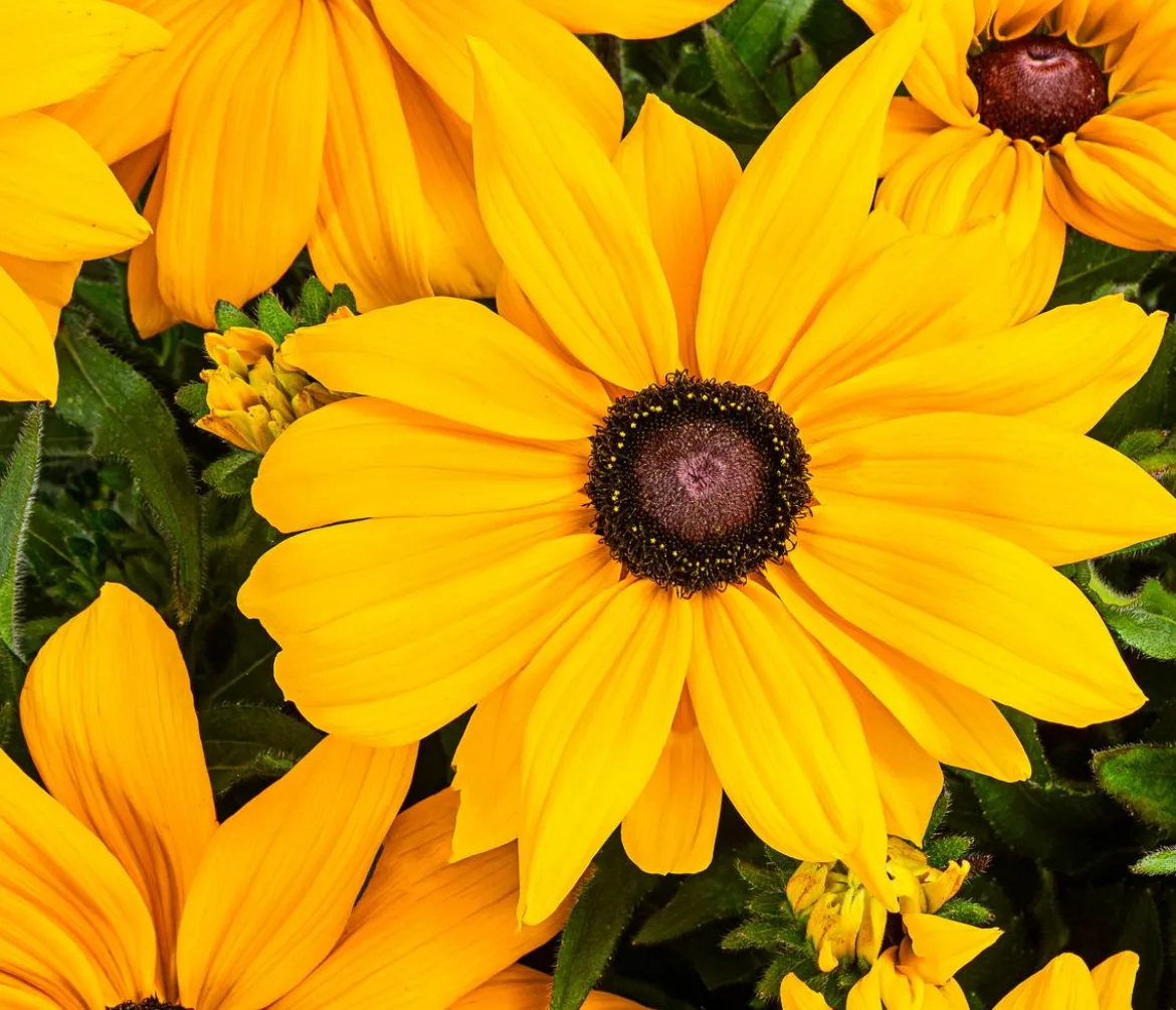 Sonnenhut 'Summerina'