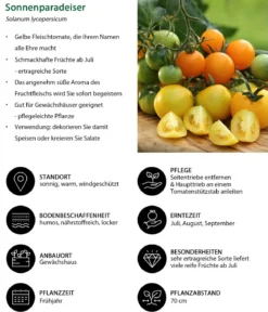 Sonnenparadeiser, gelb