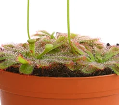 Sonnentau - Drosera aliciae