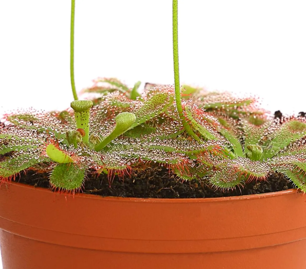 Sonnentau - Drosera aliciae