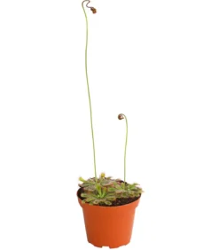 Sonnentau - Drosera aliciae