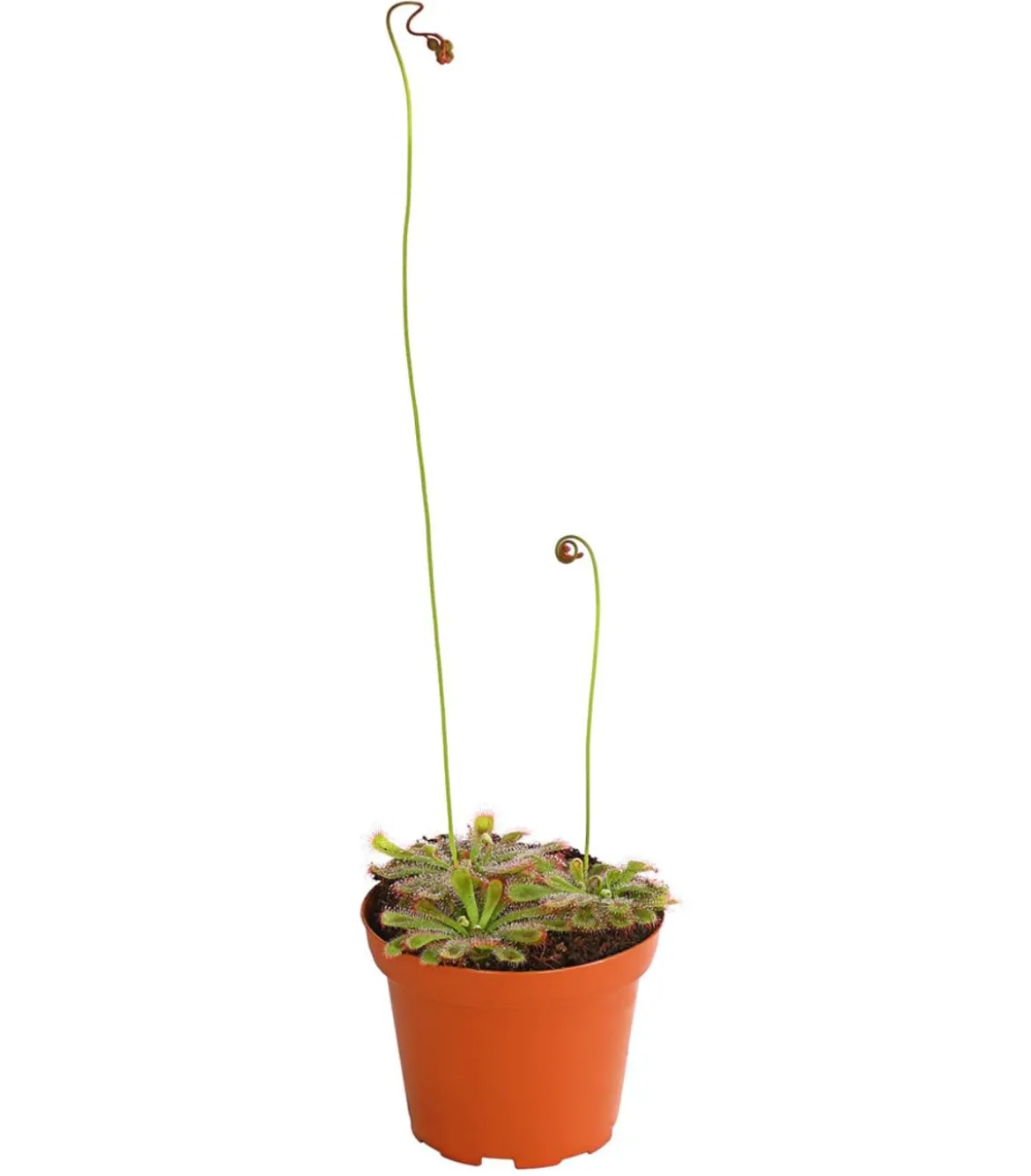 Sonnentau - Drosera aliciae