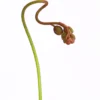 Sonnentau - Drosera aliciae