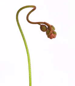 Sonnentau - Drosera aliciae