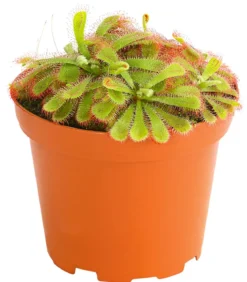 Sonnentau - Drosera aliciae