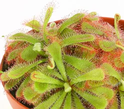Sonnentau - Drosera aliciae