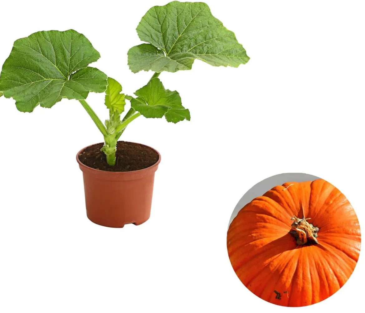 Speisekürbis 'Atlantic Giant'
