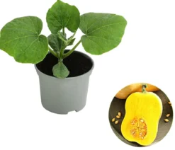 Speisekürbis 'Butternut'